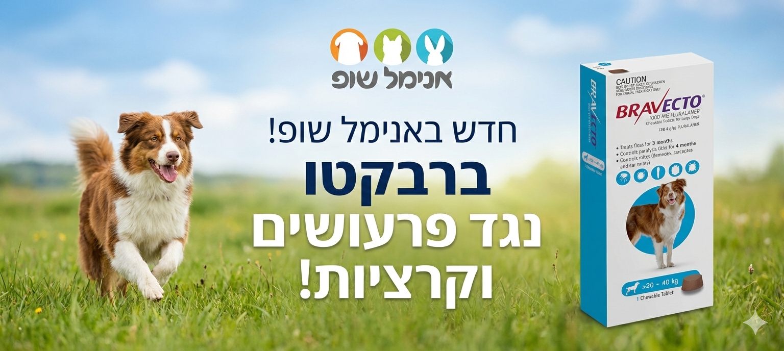 ברבקטו